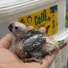 فرخ صن كنيور غر رد فاكتور