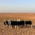 لبيع رخال نجد منو القناي