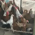 دجاج بيض ودجاج بشاير للبيع