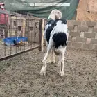 فحول نجد صنف