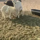 نعجه ولد معها 2