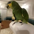 ببغاء امزوني اليف