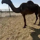 عشاير شرط ضرايب