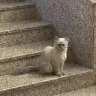 قطة للتبني