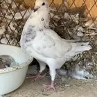 طبة كنق على هومر باقي له 4 ريشات