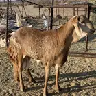 خروف سوكني من انتاج المراح