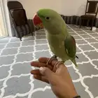 دره نيبالي ذكر