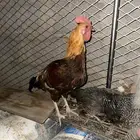 ديك بلدي احمر عمره 11شهر