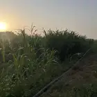 قصب للبيع اخضر