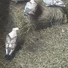 حمام و أرانب