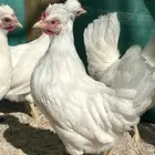 دجاج عربي كويتي فواخر