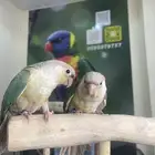 كنيور سنمون تركوازي اليف وهدد