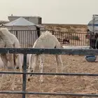 حوار للبيع