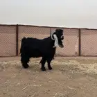 تيس عارضي كفو معرف منتج