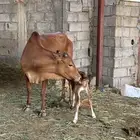 بقرة بلدي