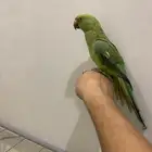 دره هندية للبيع ذكر