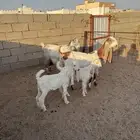عنزين جذعه معها ثنين وحده حليب