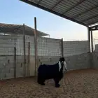 فحل عارضي