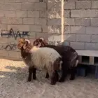للبيع خرفان نعيم جبرر عدد 2