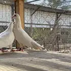 زاجل
