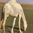 حشو للبيع