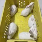 ارانب صغار فرنسي