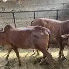 حسايل بلدي