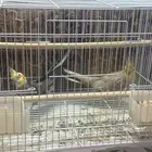 لبن
