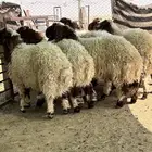 ذبايح