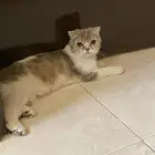 قطة ستريت فولد