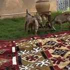 تيس وجفره دوغير