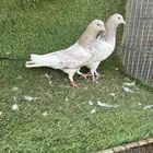 السلام عليكم