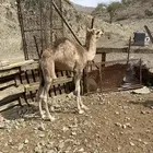 قعود علا حليب امه