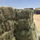للبيع برسيم بسيطا صافي