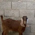 جفره مشروكه