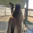 حاشي