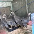 دجاج حجل بلدي