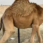 قعود مفرود طيب احمر