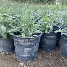 شتلات لافندر نعناع المدينة