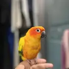 صن كنيور اليف ذكر محلل بشهاده