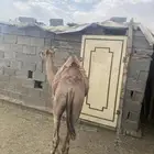 قعود فل شحم للبيع