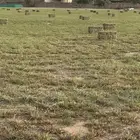 علف ابلوبنك