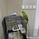 خميس مشيط