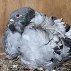 زوج كشكشي