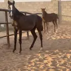 مهرين سوري بيور