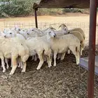 رخال منوة القناي