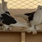 حمام ايراني للبيع