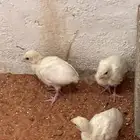 صوص رومي عمر 22 يوم ابيض