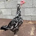 انثى و ذكر سندي