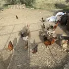 بيض دجاج بلدي مخصب البيع مستعجل